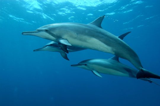 Golfinhos em Noronha