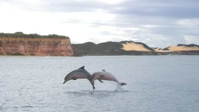 Golfinhos em Pipa